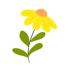 yellow flower isolated on white