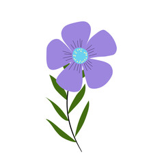 violet flower isolated on white background