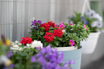 Colorful flowers in pots on balcony in spring sunlight