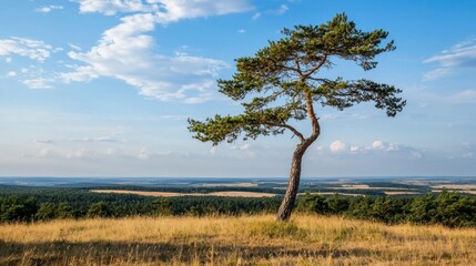 Fototapeta premium Lone Pine Tree on a Hilltop with a Wide Expanse of Fields and Forest Under a Blue Sky