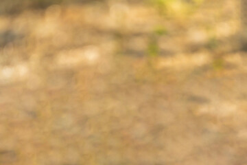 Morning sunshine bubble bokeh background.	