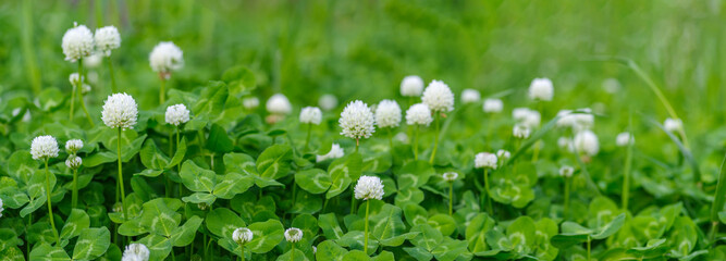 Panoramic view of white clover flowers on green color bokeh background	