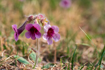 wildflowers blooming in the fields. Rehmannia glutinosa