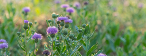 panoramic view of thistle on green color bokeh background	