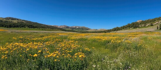 Fototapeta premium A vibrant field filled with yellow wildflowers under clear blue skies