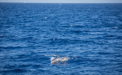 Fototapeta premium Red Sea | Egypt | Marsa Alam