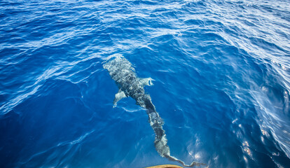 Red Sea | Egypt | Marsa Alam