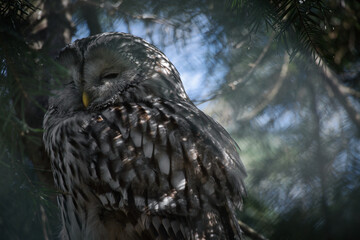 A majestic sleeping eagle owl on a branch, framed by lively greenery.