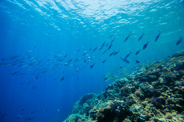 Red Sea | Egypt | Marsa Alam