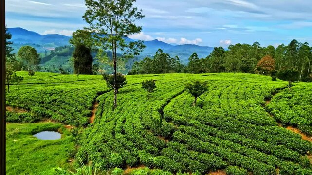 View of tea plantations from moving train going from Ella to Kandy in Sri Lanka.