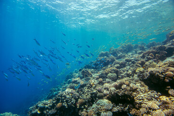 Red Sea | Egypt | Marsa Alam