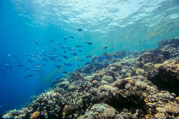 Red Sea | Egypt | Marsa Alam