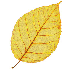 Fototapeta premium Detailed yellow leaf close up on transparent background