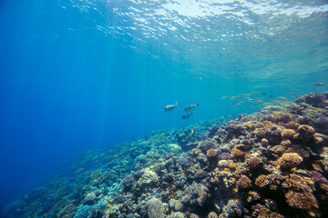 Red Sea | Egypt | Marsa Alam