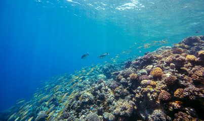 Red Sea | Egypt | Marsa Alam