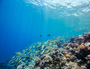Red Sea | Egypt | Marsa Alam