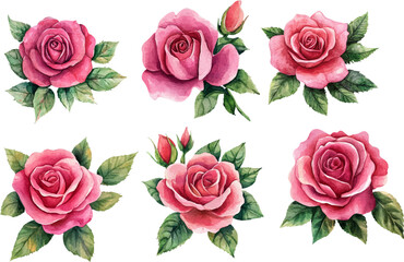 Realistic Watercolor Pink Rose – Garden-Inspired Flower Illustration