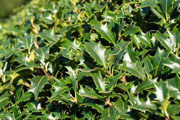 Spiny Leaves of Osmanthus heterophyllus in Sunlight.
