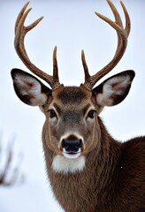 Obraz premium Close Up Deer Portrait with Winter White Background and Antlers