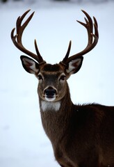 Close Up Deer Portrait with Winter White Background and Antlers