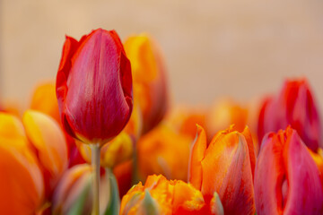 Selective focus of orange red flowers in garden, Tulips are plants of the genus Tulipa,...