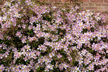 Selective focus of white pink flowers in the garden, Anemone clematis climbing on the brick wall, Clematis montana is a flowering plant in the buttercup family Ranunculaceae, Nature floral background.
