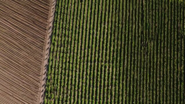 Aerial view of lush farmland with vibrant green crops and parallel harvested rows
