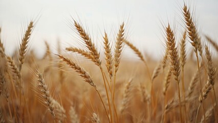 Fototapeta premium A golden harvested field with tall wheat stalks ready for harvesting.