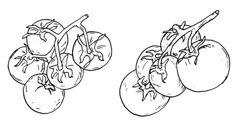 Tomato on a twig in the form of a sketch. Black and white vector illustration. A set of ripe cherry tomatoes on a white background. Fresh whole tomatoes, healthy harvest, ink drawing.