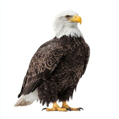 Obraz premium Bald eagle standing majestically on white background