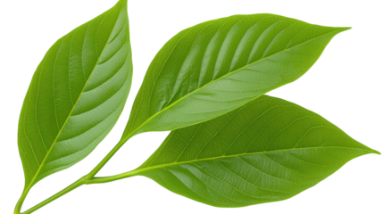 Closeup of a vibrant green leaf against dramatic black background, study in natural contrast and beauty