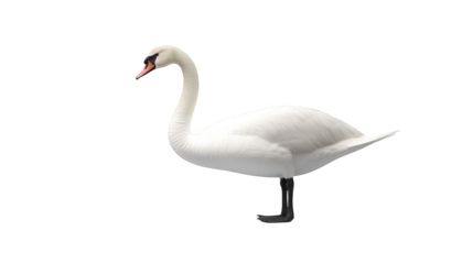 Stunning white swan, a captivating portrait against dark contrast elegant