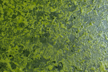 Close up of the water surface of a cultivation pond which is covered with green moss caused by...