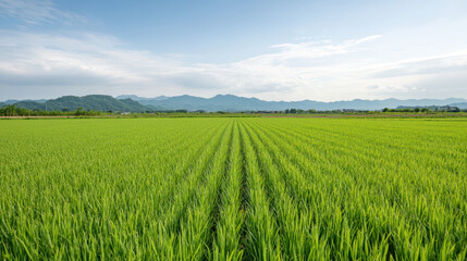 Fototapeta premium Lush green rice field under clear blue sky with distant mountains in background