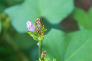 Close-up of a delicate purple wildflower bud with fine petals beginning to bloom, surrounded by green foliage. Soft focus background highlights the tender, natural beauty of the plant.