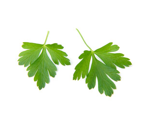 Fresh parsley leaves on white background