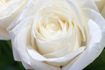 Beautiful soft fresh white rose close up.