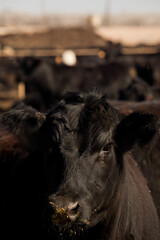 Fototapeta premium X