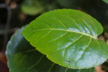Close-up of a glossy green leaf with prominent veins, reflecting sunlight. The leaf's smooth texture and vibrant color contrast beautifully with the dark, blurred background.