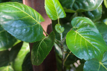 Close-up of a glossy green leaf with prominent veins, reflecting sunlight. The leaf's smooth texture and vibrant color contrast beautifully with the dark, blurred background.