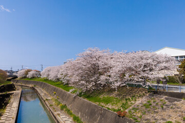 河辺の桜