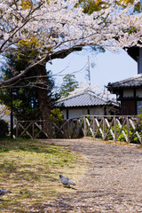 桜と鳩