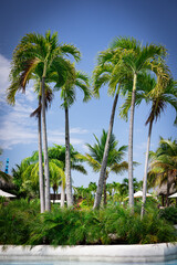 Five palms with bright green leaves