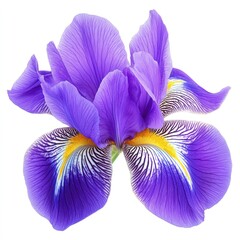 Vibrant purple iris blossom close-up