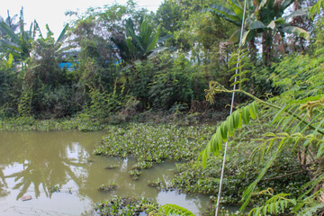 A muddy pond surrounded by dense green vegetation and overhanging trees, creating a peaceful rural...