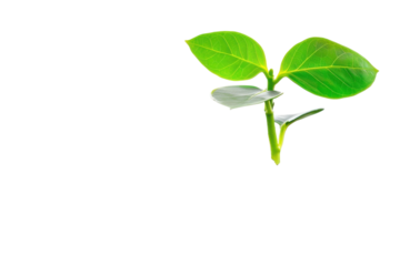 A small green plant emerges from rich soil surrounded by coins on a bright background isolated on transparent background