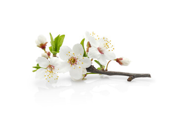 Сherry plum blossom, blooming branch with young leaves, buds and flowers isolated on white background	