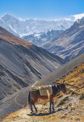 Himalayas, Nepal - The famous hiking on the roof of the world called Annapurna Circuit in the Himalaya range mountain, with little village, buddhist stupa and mountains of 8000 meters.