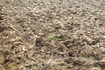 Dry, cracked earth in an agricultural field with sparse green rice plants struggling to grow. The parched soil forms deep fissures, symbolizing drought and water scarcity in farming.