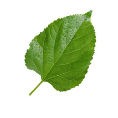 Fototapeta premium Fresh mulberry leaf with water droplets isolated on transparent background, perfect for nature themed projects